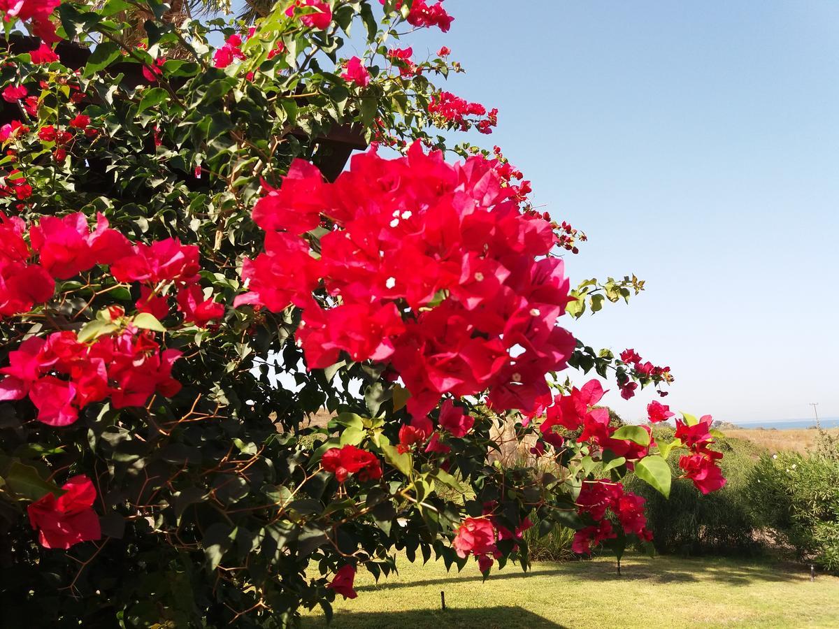 Villa Kos มัสติคารี ภายนอก รูปภาพ